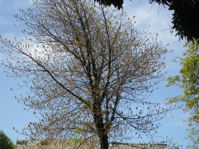 ebe-setembro-de-2007-030